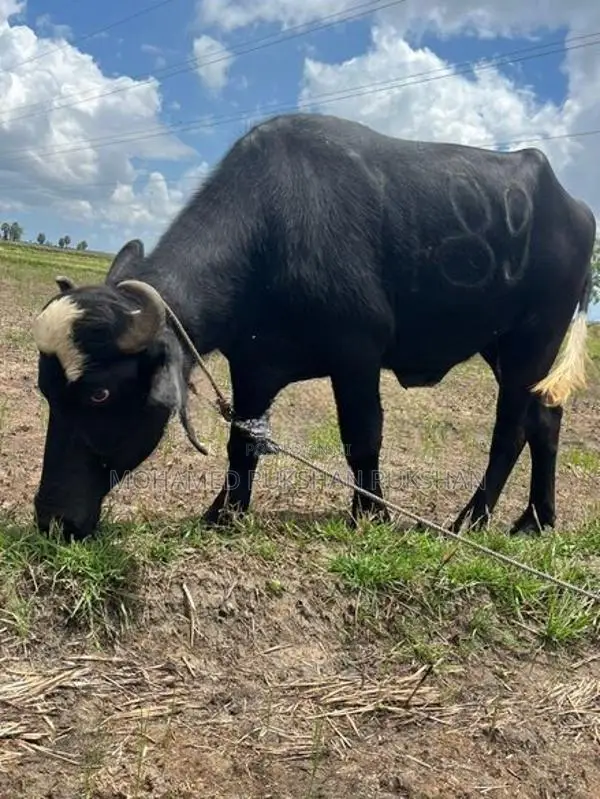 Buffalo