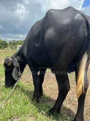 Buffalo