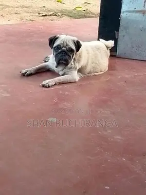 පග් ගැහැනු සතෙක්