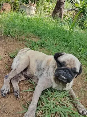 පග් ගැහැනු සතෙක්