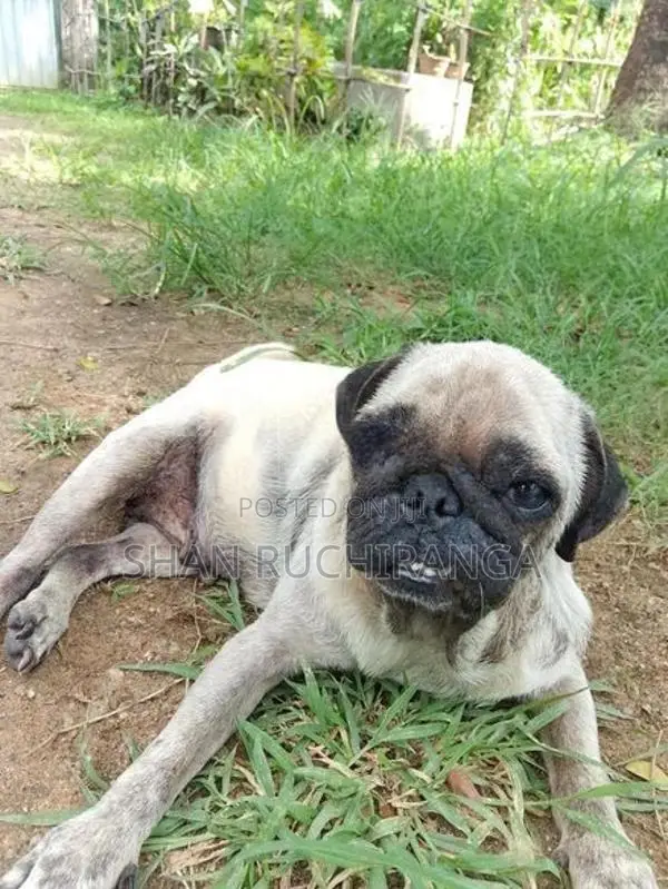 පග් ගැහැනු සතෙක්
