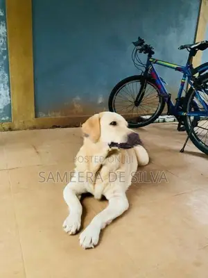 Labrador