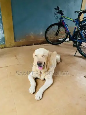 Labrador