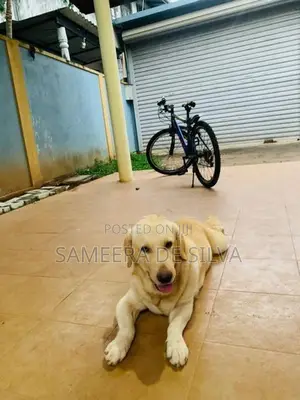 Labrador