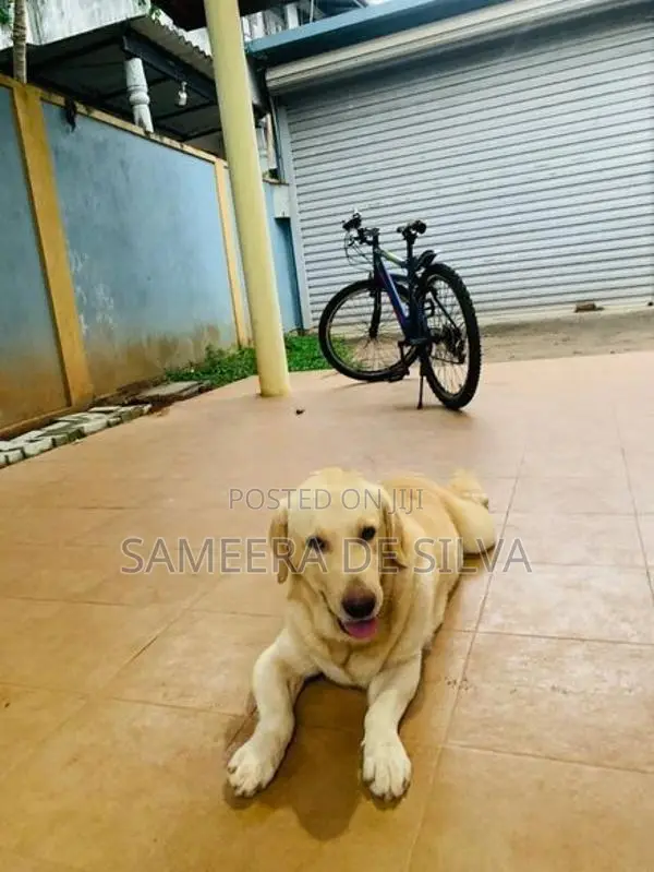 Labrador