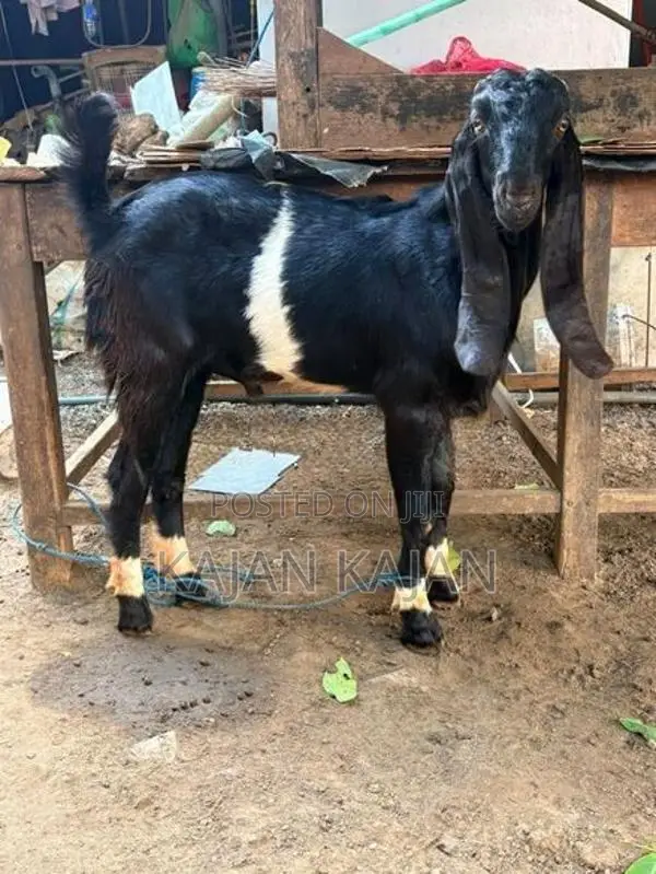 Jamunapati 2 Kida Kuddy