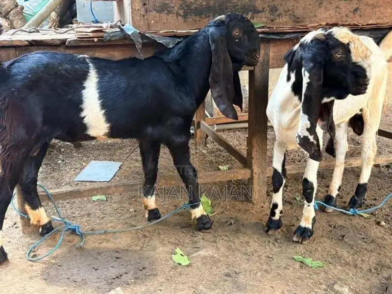 Jamunapati 2 Kida Kuddy