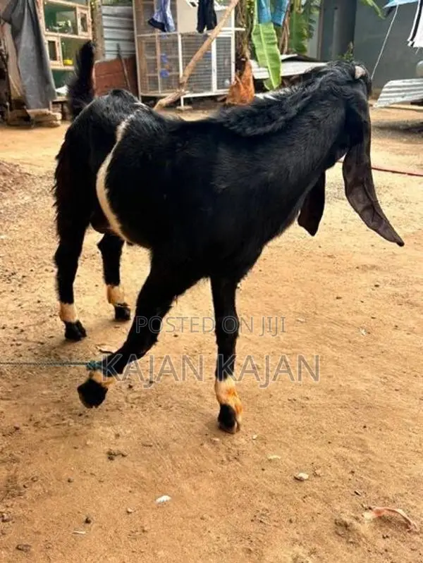 Jamunapati 2 Kida Kuddy