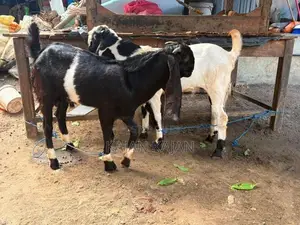 Jamunapati 2 Kida Kuddy