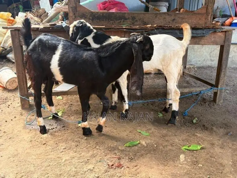 Jamunapati 2 Kida Kuddy