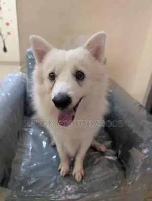 Japanese Spitz - 6 months Puppy