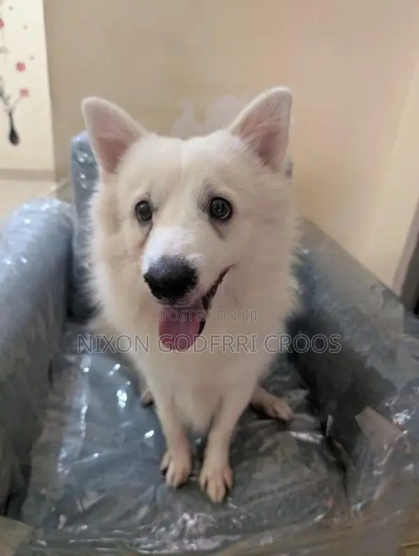Japanese Spitz - 6 months Puppy