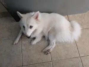 Japanese Spitz - 6 months Puppy