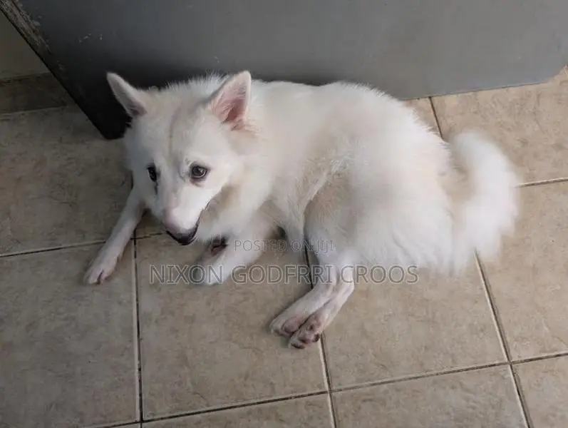 Japanese Spitz - 6 months Puppy
