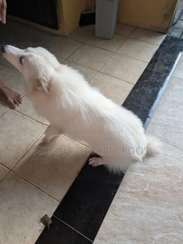 Japanese Spitz - 6 months Puppy