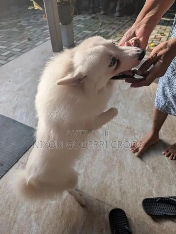 Japanese Spitz - 6 months Puppy