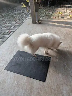 Japanese Spitz - 6 months Puppy