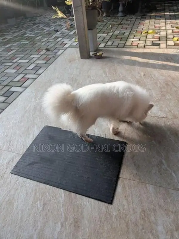 Japanese Spitz - 6 months Puppy