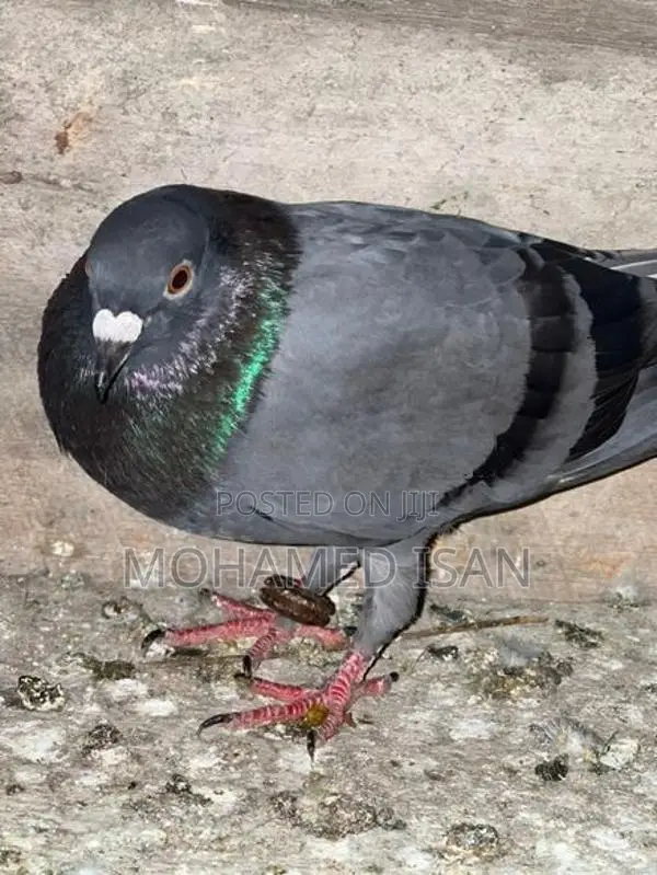 Pigeons