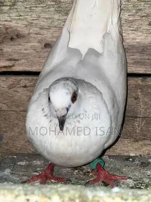 Pigeons