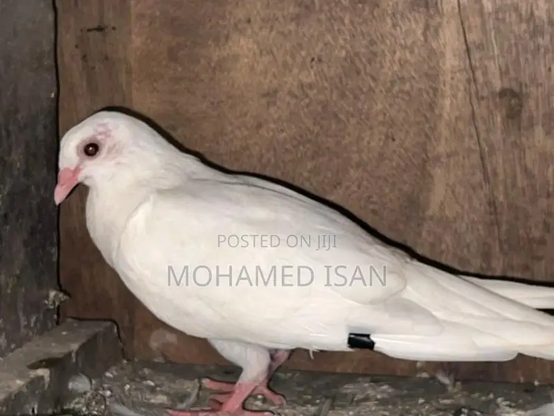 Pigeons