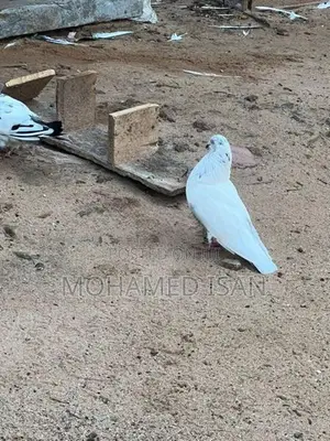 Pigeons