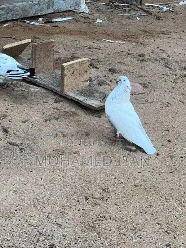 Pigeons