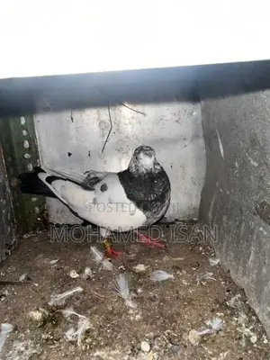 Pigeons