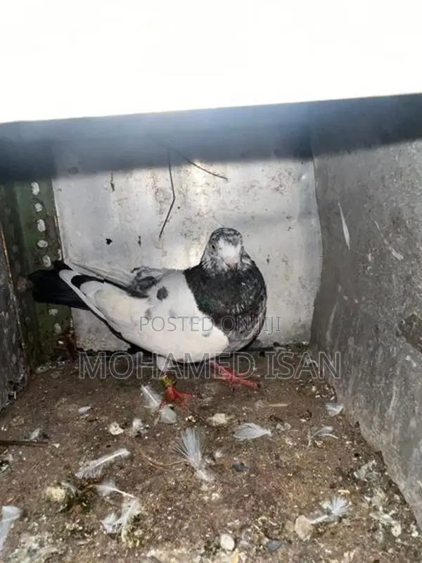 Pigeons