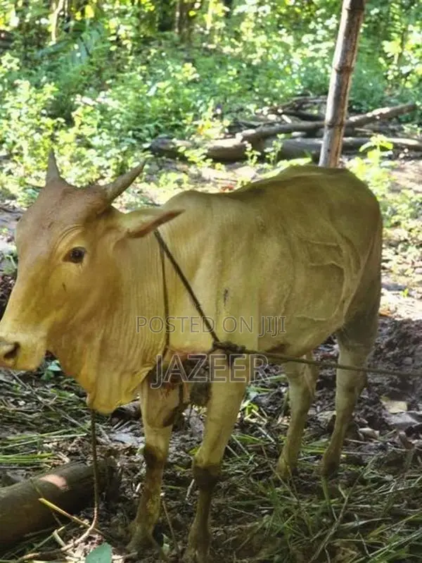 2 Months Pregnant Cow