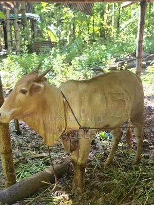 2 Months Pregnant Cow