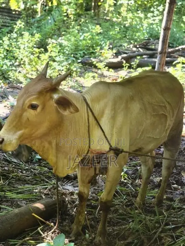 2 Months Pregnant Cow