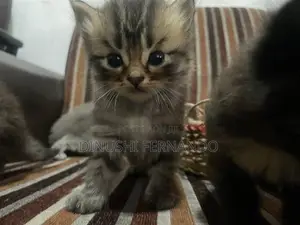 Persian Kitten