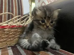 Persian Kitten