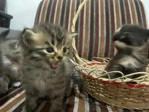 Persian Kitten