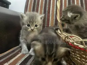 Persian Kitten