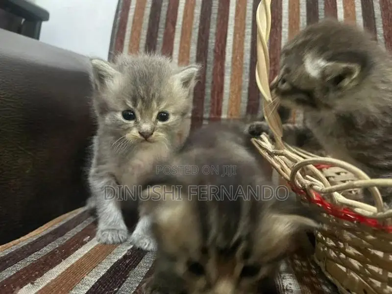 Persian Kitten