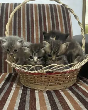Persian Kitten