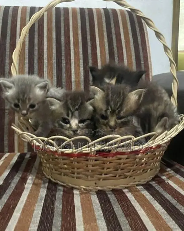 Persian Kitten