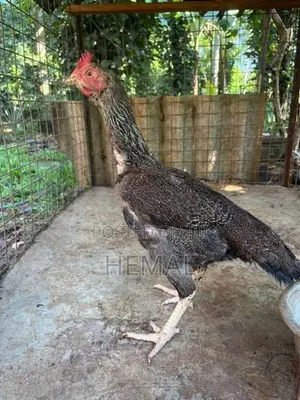 Dethi Hens