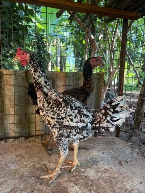 Dethi Hens