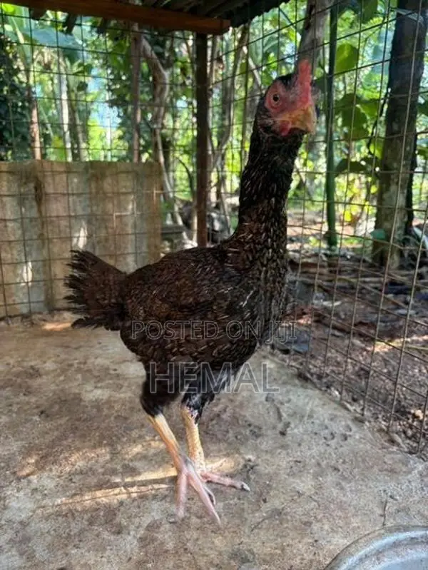 Dethi Hens