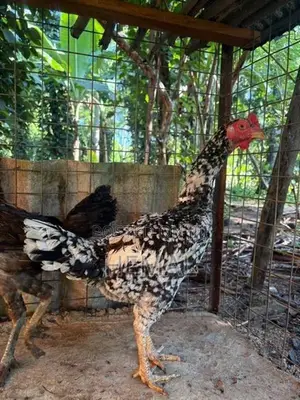 Dethi Hens