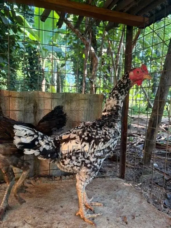 Dethi Hens