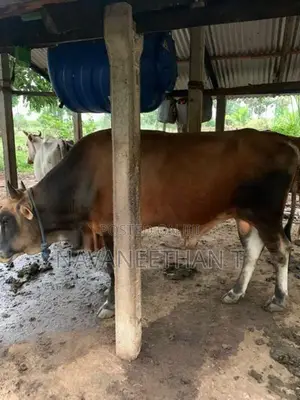 Cow Male