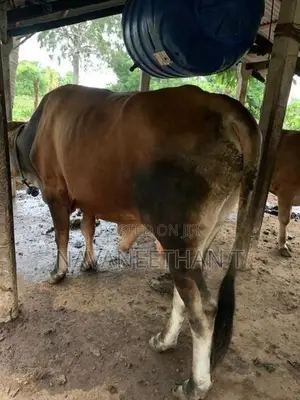 Cow Male