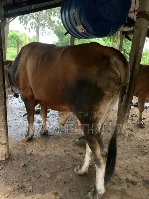 Cow Male