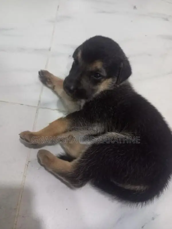 Germanshaperd Puppies