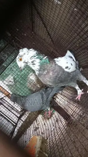 Pigeon