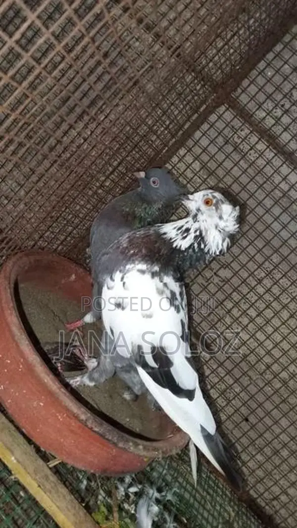 Pigeon